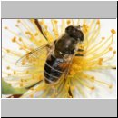 Eristalis interrupta - Mittlere Keilfleckschwebfliege w03.jpg